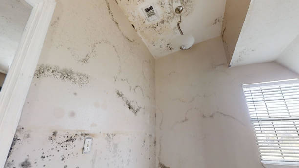 Best Asbestos and Lead Testing During Mold Inspection  in Edmore, MI