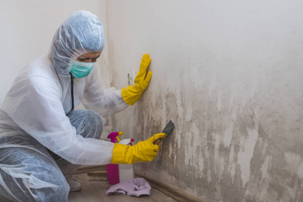 Best Forensic Mold Investigation  in Edmore, MI