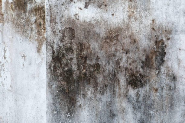 Best Attic Mold Removal  in Edmore, MI