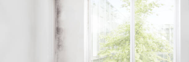 Best Water Damage & Mold Remediation  in Edmore, MI
