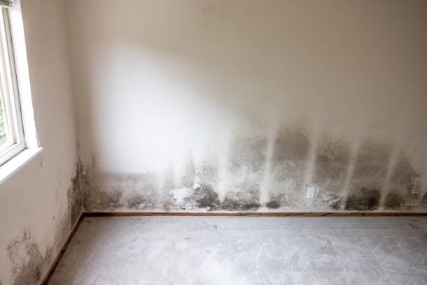 Mold Odor Removal Services in Edmore, MI