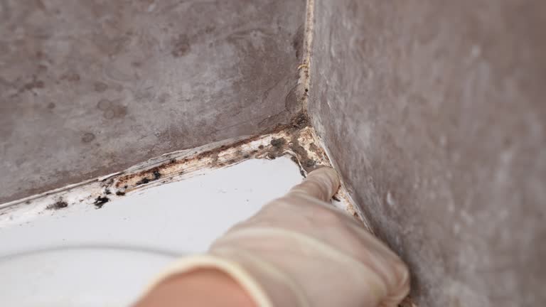 Edmore, MI Mold Removal Company